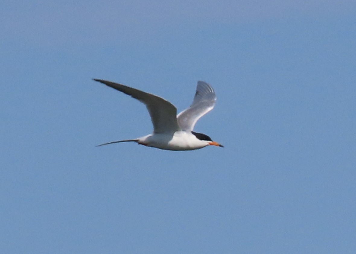 Forster's Tern - ML619684407