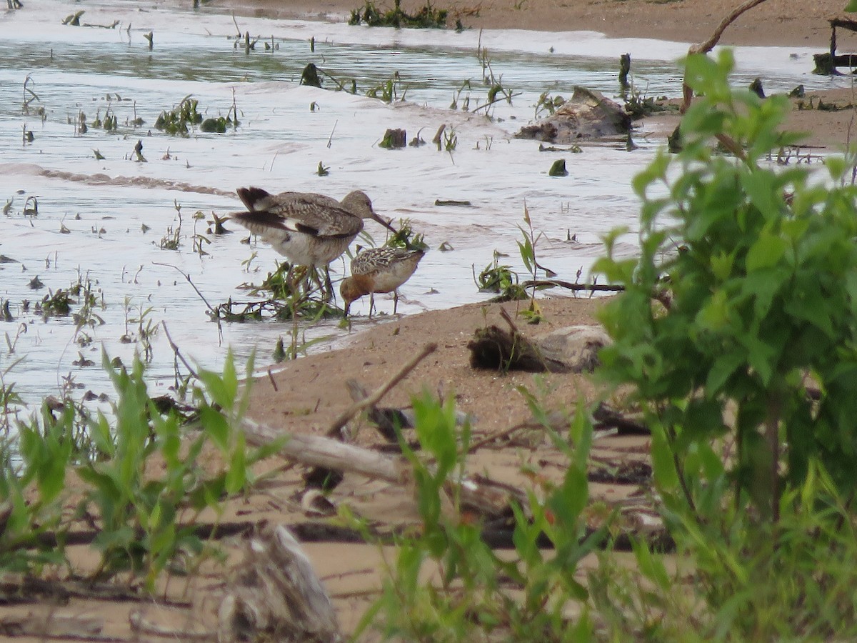 Red Knot - ML619684410