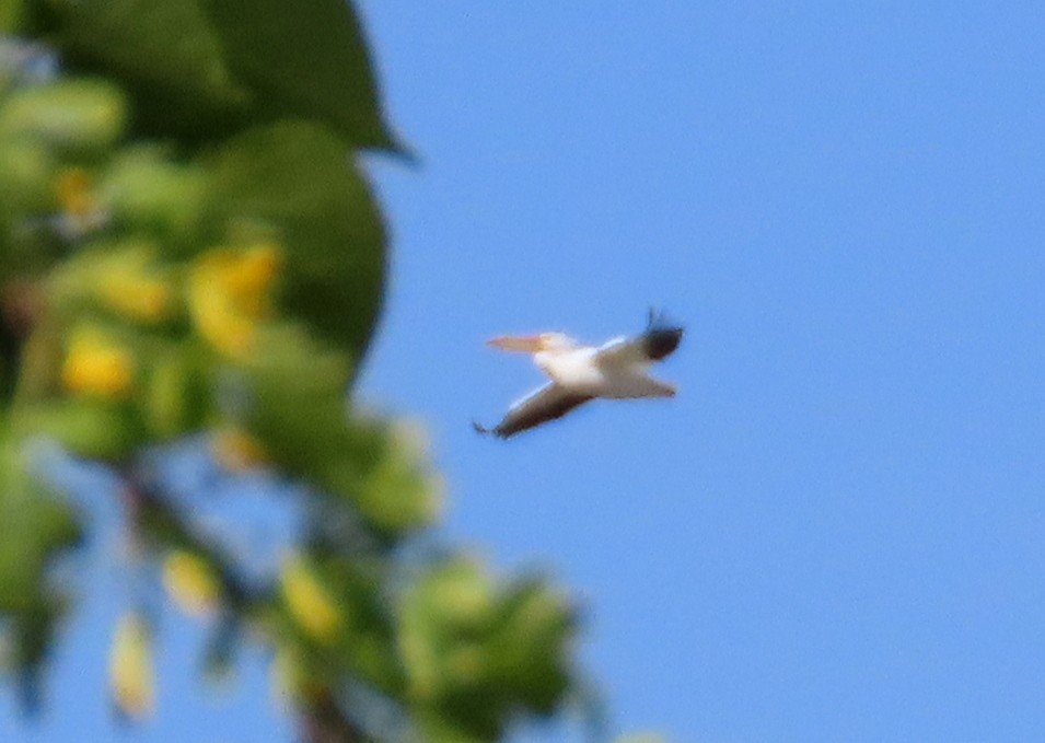 American White Pelican - ML619684413