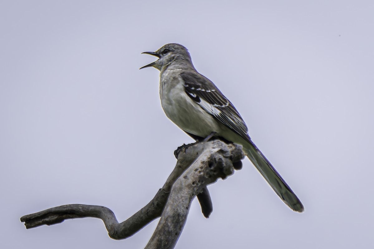 Northern Mockingbird - ML619684415