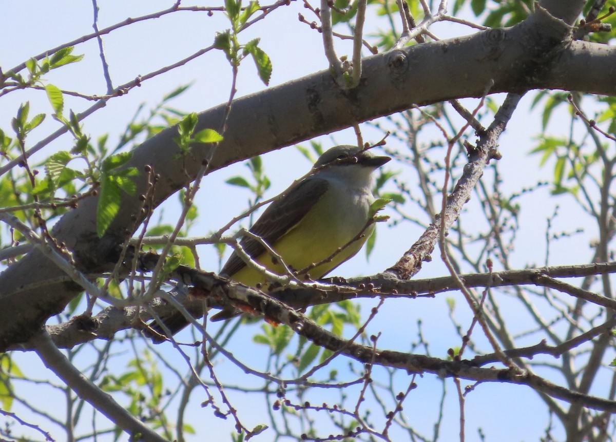 Western Kingbird - ML619684421