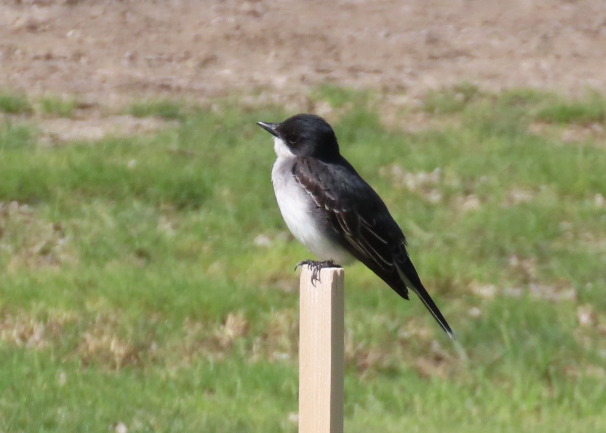 Eastern Kingbird - ML619684426