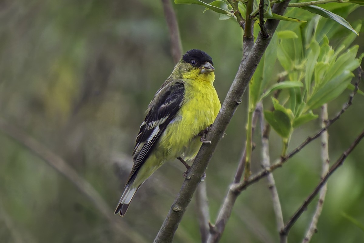 Lesser Goldfinch - ML619684428