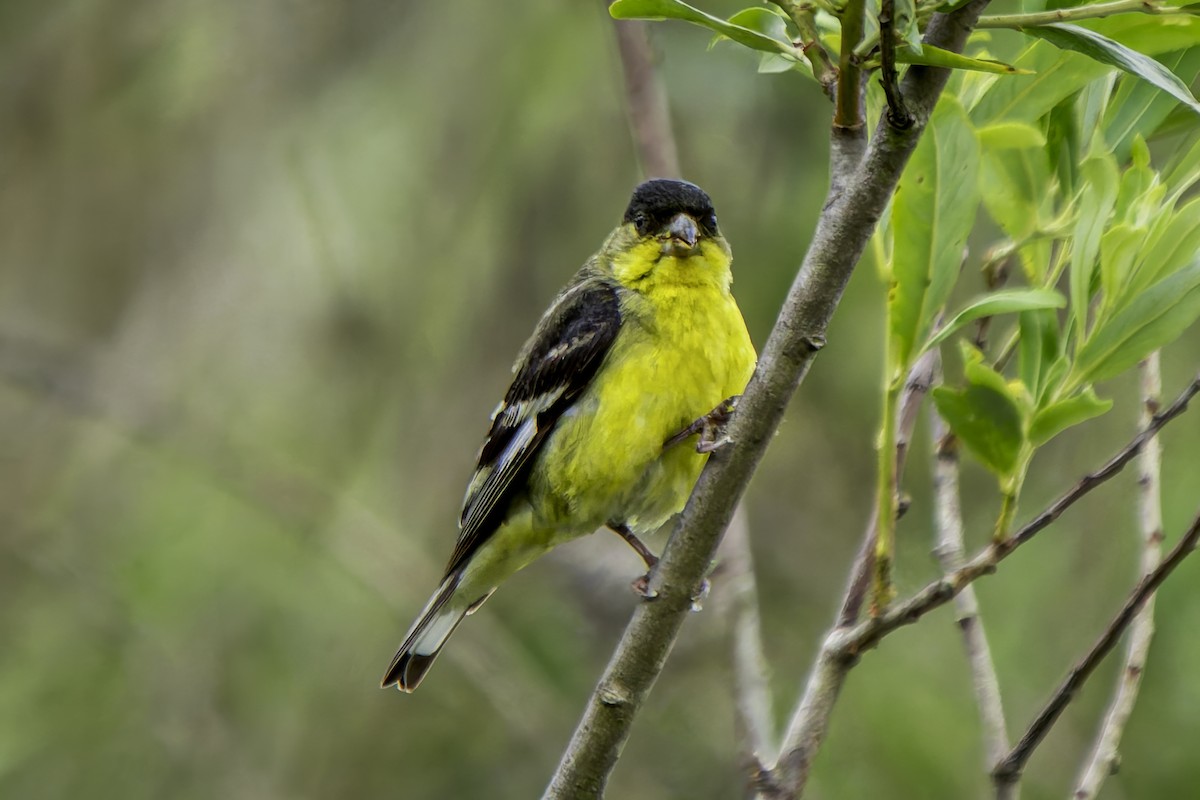 Lesser Goldfinch - ML619684429