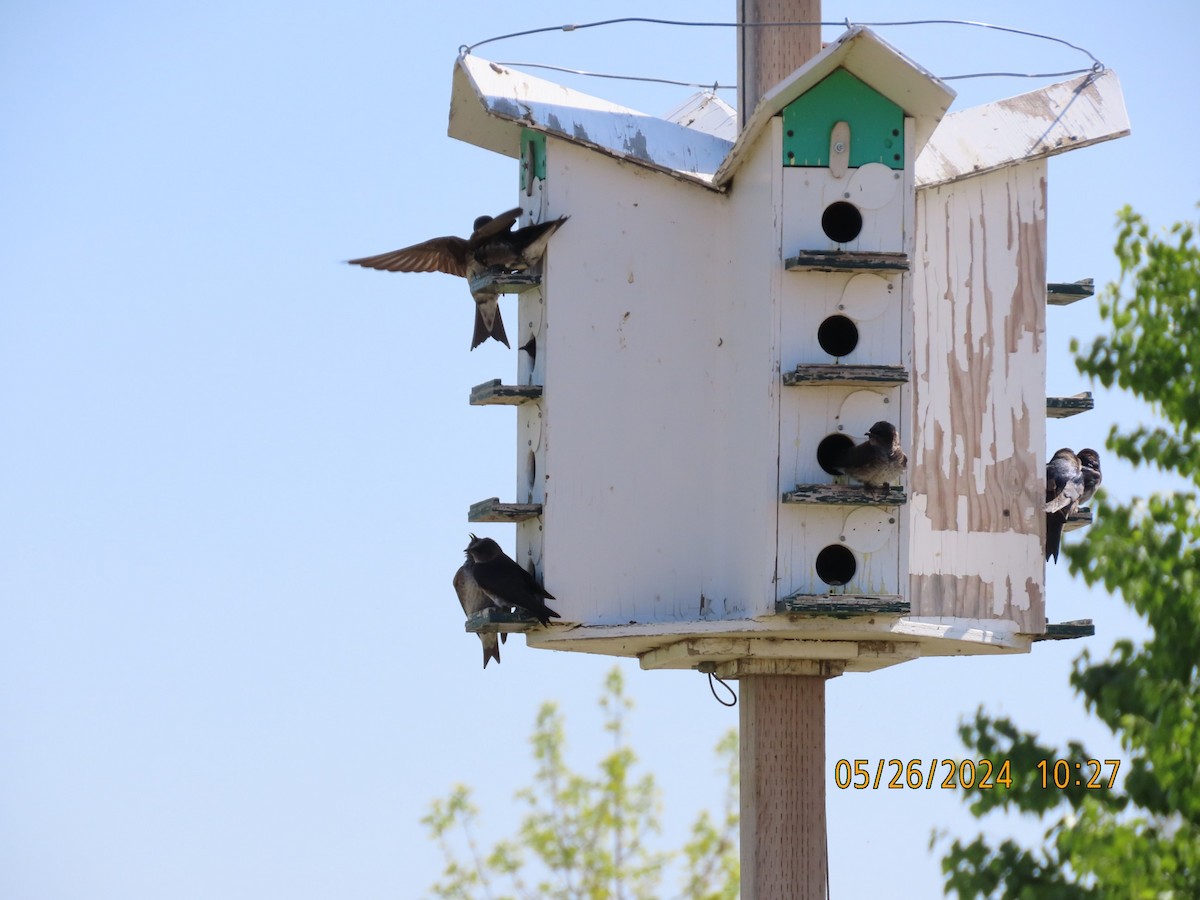 Purple Martin - ML619684440