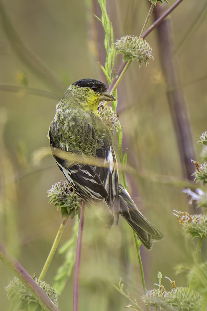 Lesser Goldfinch - ML619684442