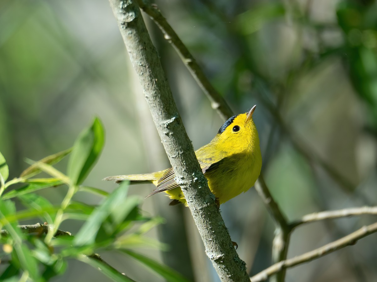 Wilson's Warbler - ML619684453