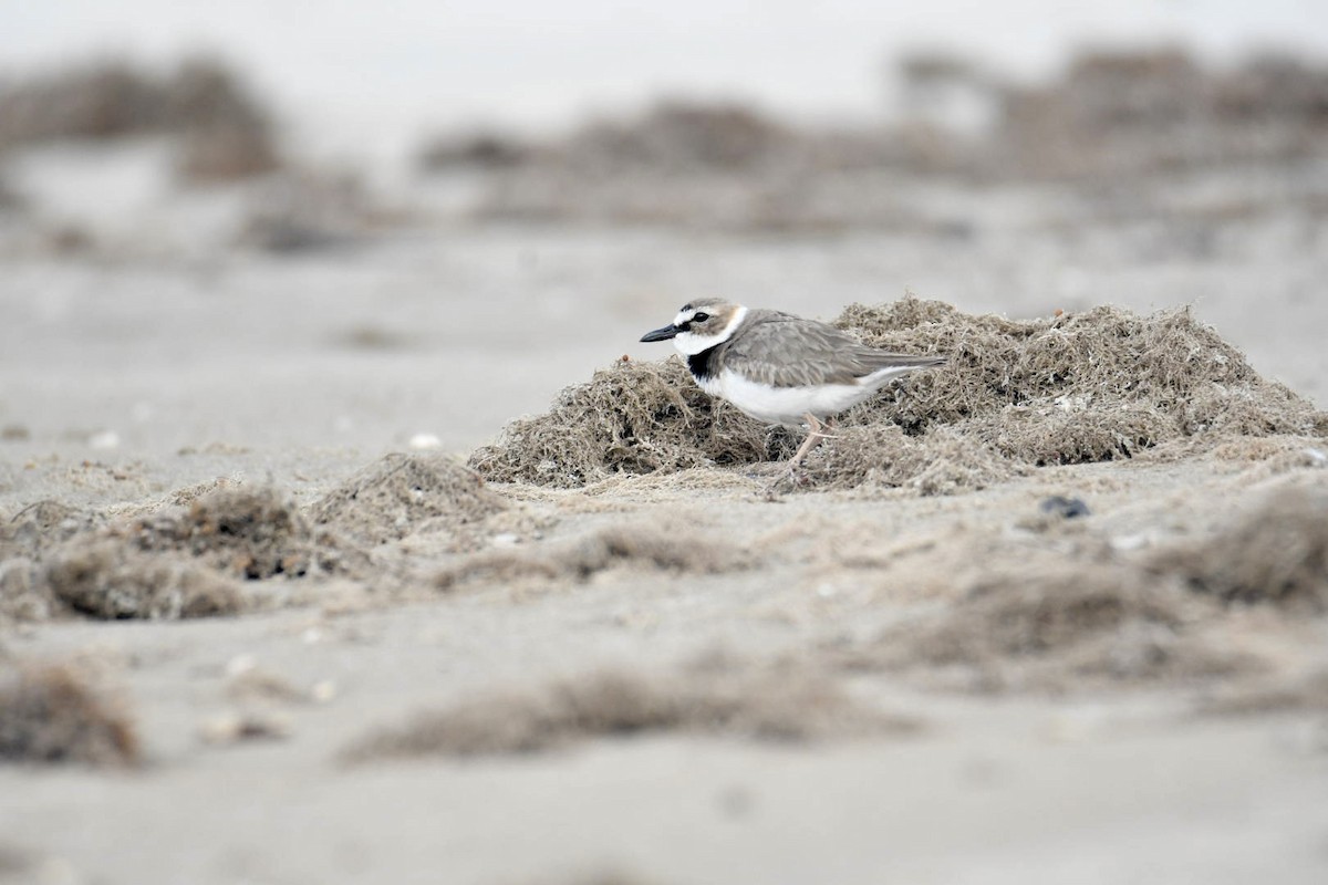 Wilson's Plover - ML619684454