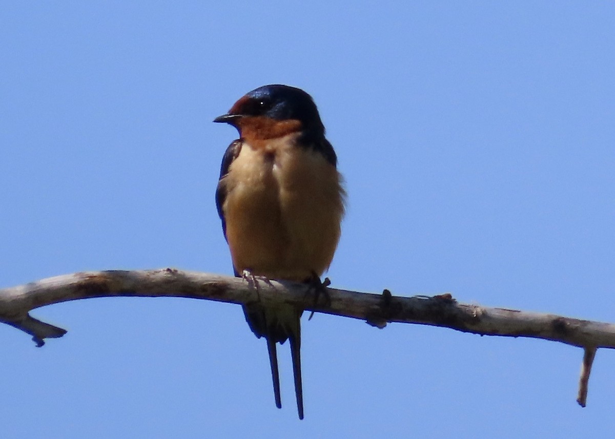 Barn Swallow - ML619684472