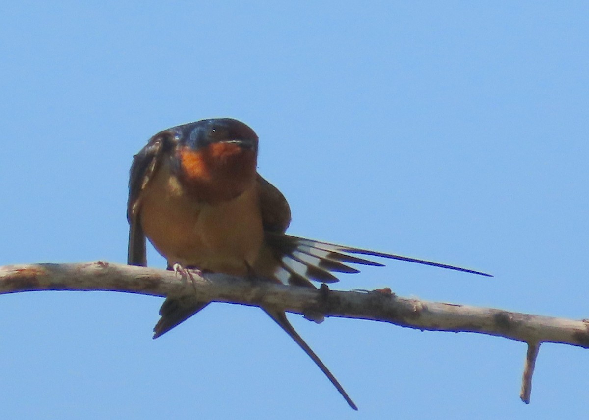 Barn Swallow - ML619684473