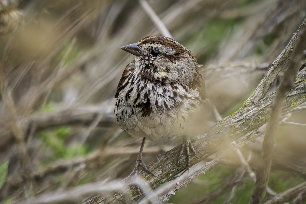 Song Sparrow - ML619684490