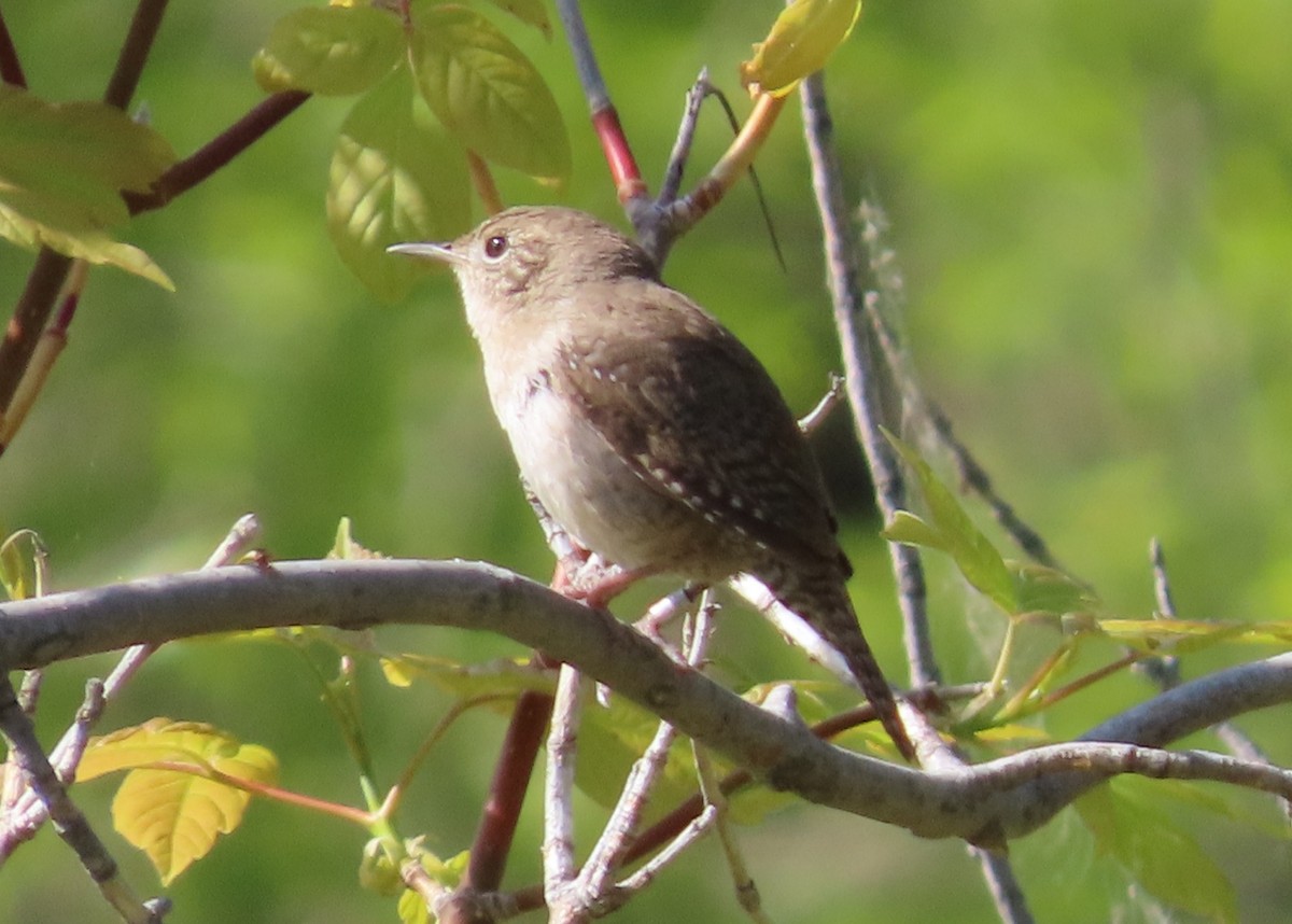 House Wren - Fran Kerbs