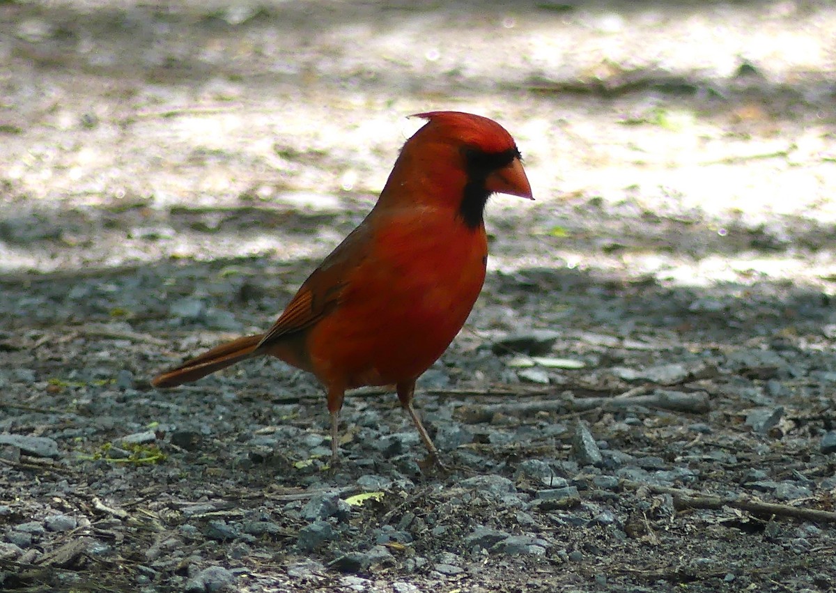 Cardinal rouge - ML619684501