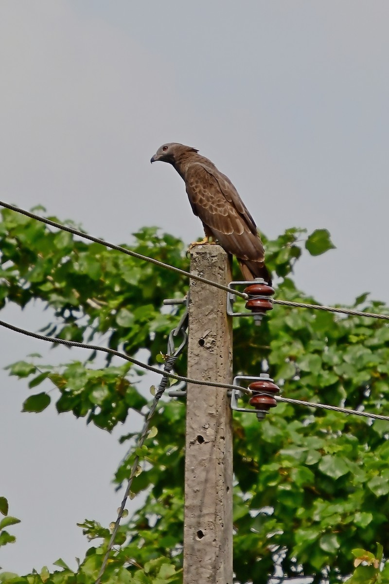 Oriental Honey-buzzard - ML619684508