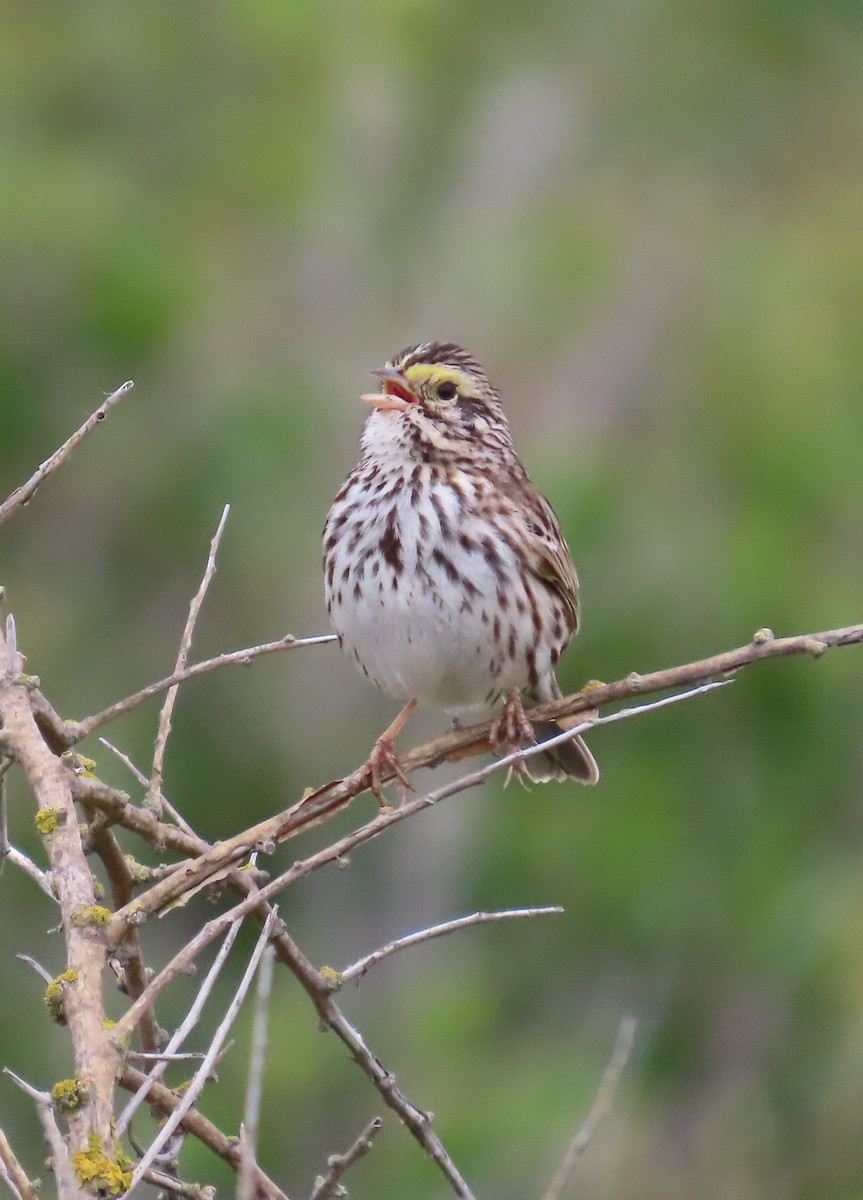 Savannah Sparrow - ML619684509