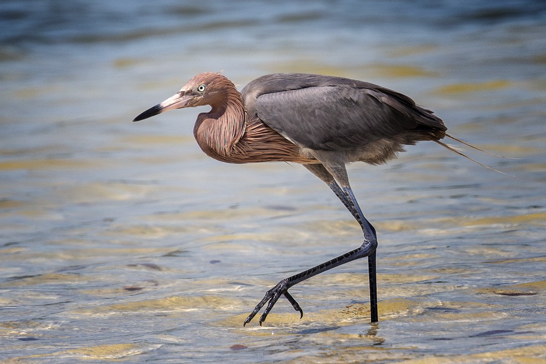 Reddish Egret - ML619684515