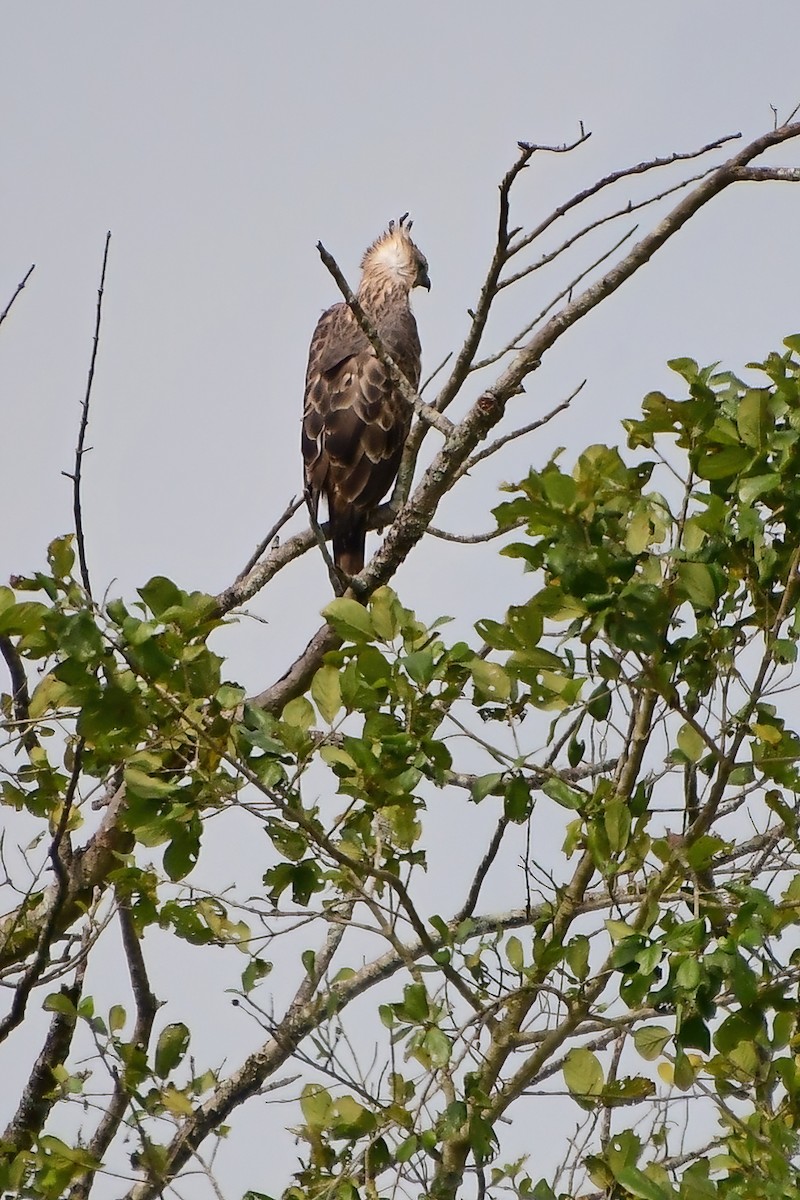 Indienhaubenadler - ML619684516