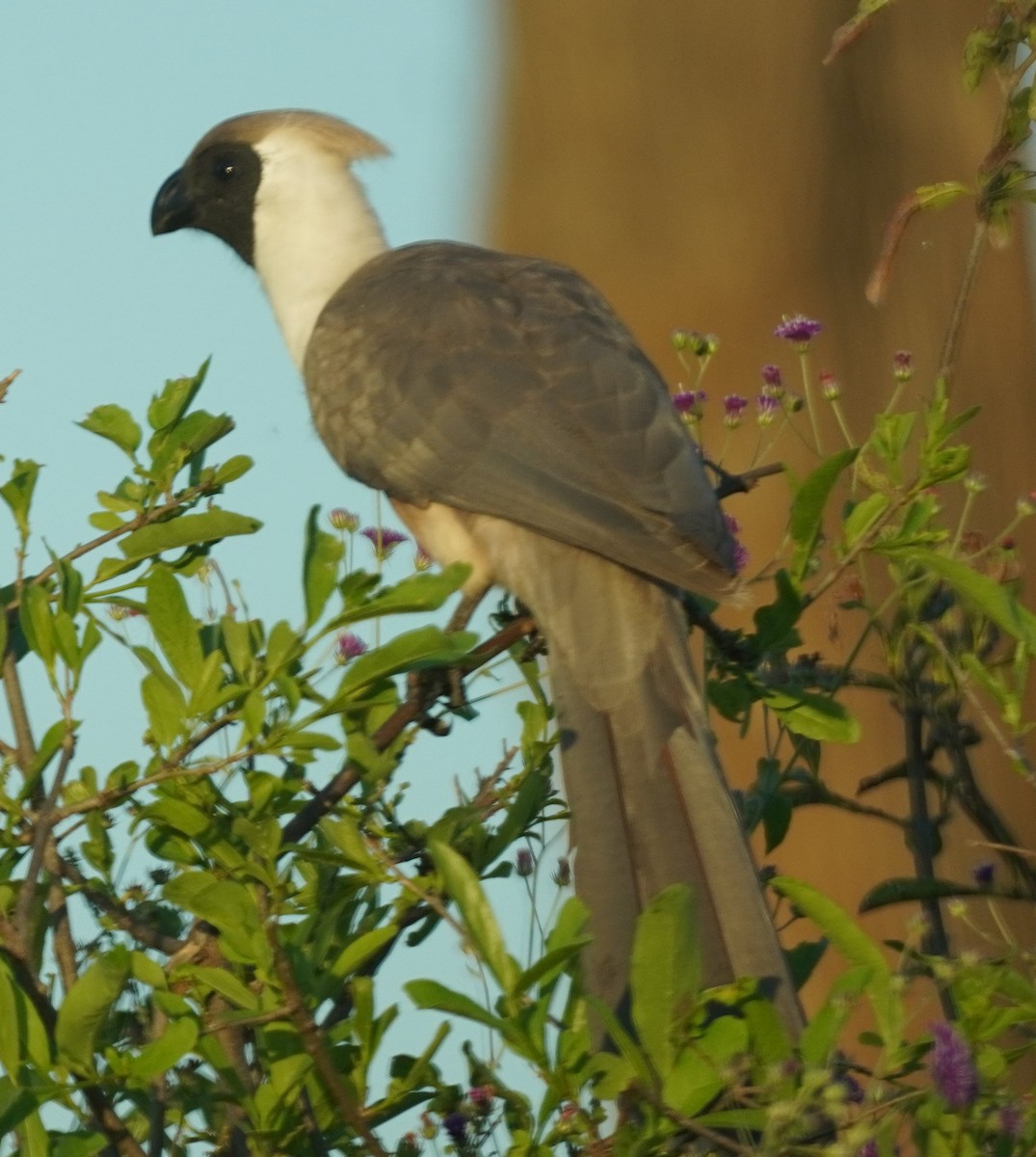 Bare-faced Go-away-bird - ML619684529