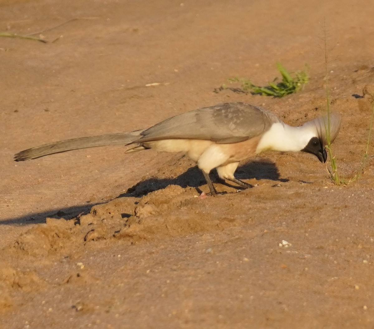 Bare-faced Go-away-bird - ML619684531