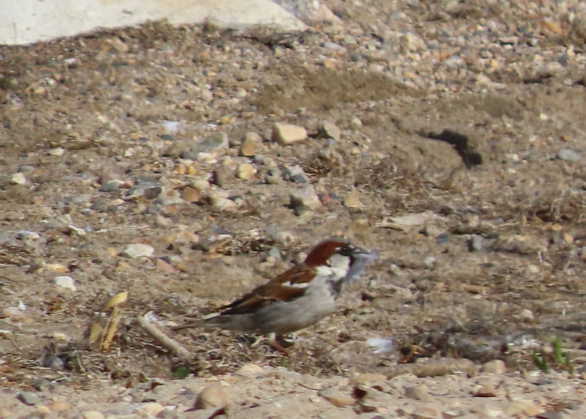 Moineau domestique - ML619684532