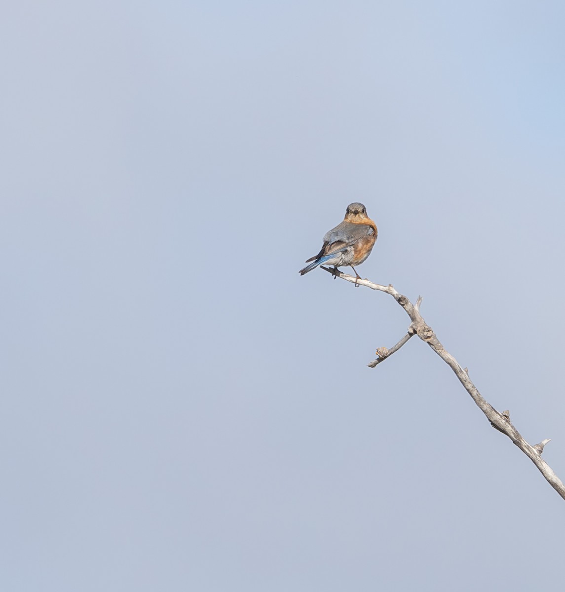 Eastern Bluebird - ML619684538