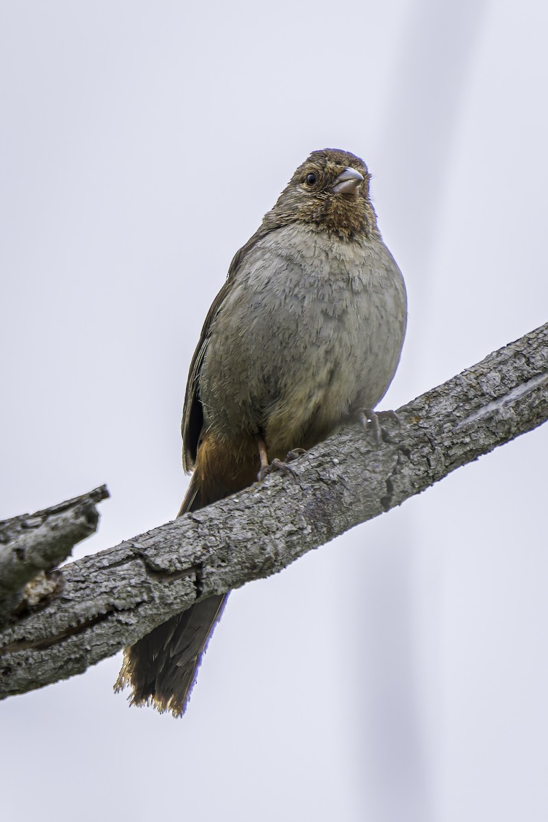 California Towhee - ML619684542