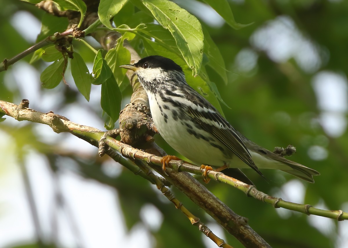 Blackpoll Warbler - ML619684550