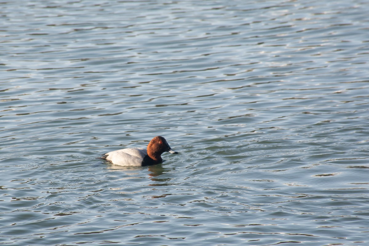 Common Pochard - ML619684575