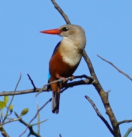 Gray-headed Kingfisher - ML619684578