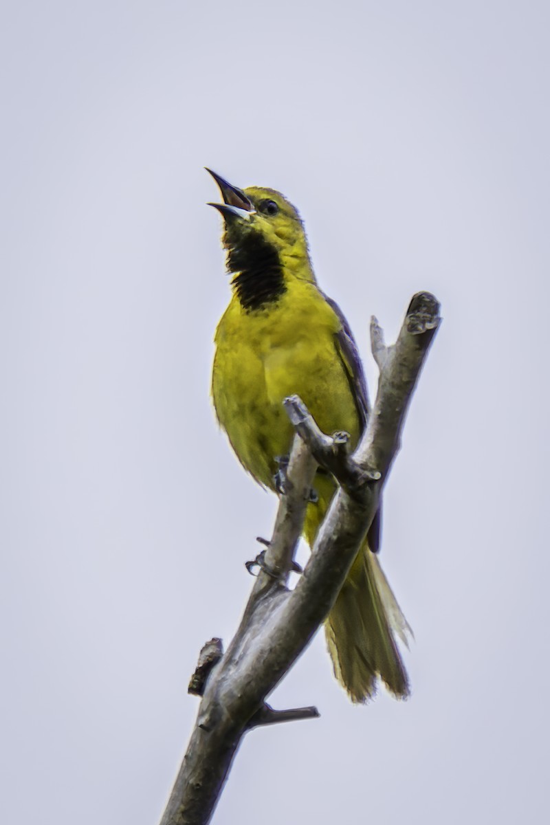 Hooded Oriole - ML619684580