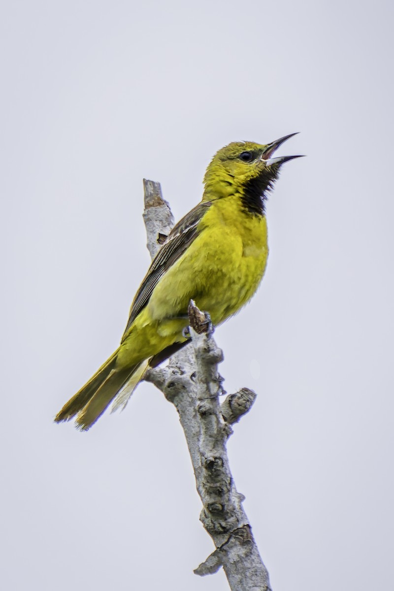 Hooded Oriole - ML619684581