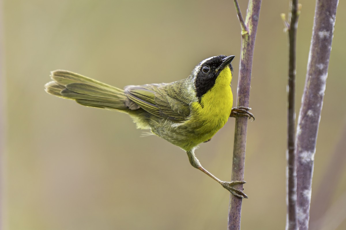 Common Yellowthroat - ML619684587