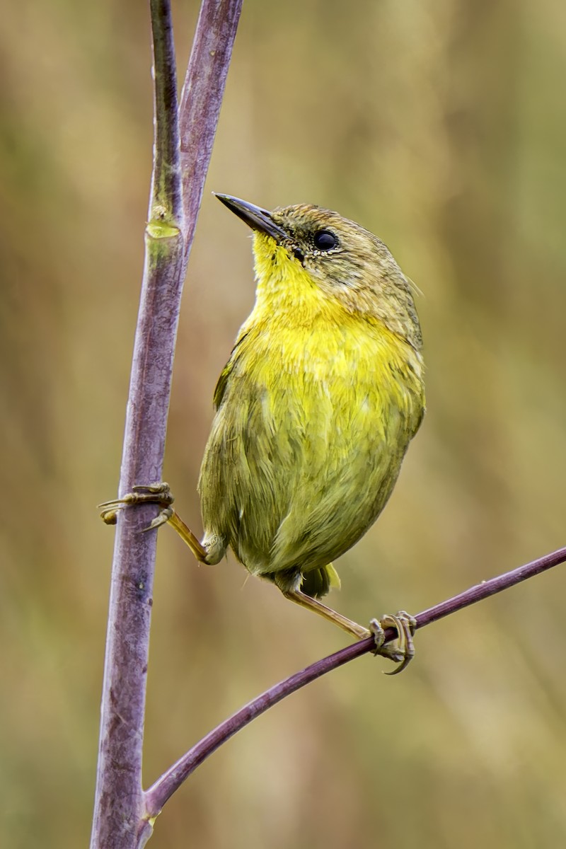 Common Yellowthroat - ML619684588