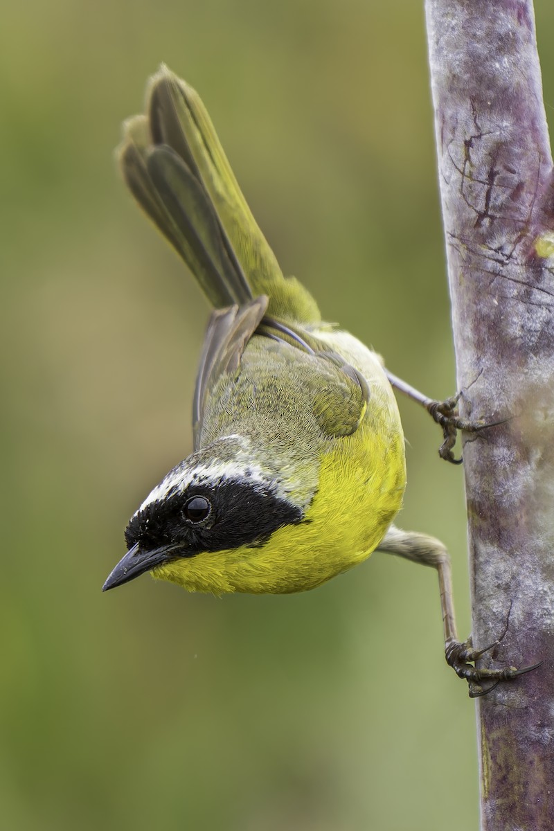 Common Yellowthroat - ML619684589