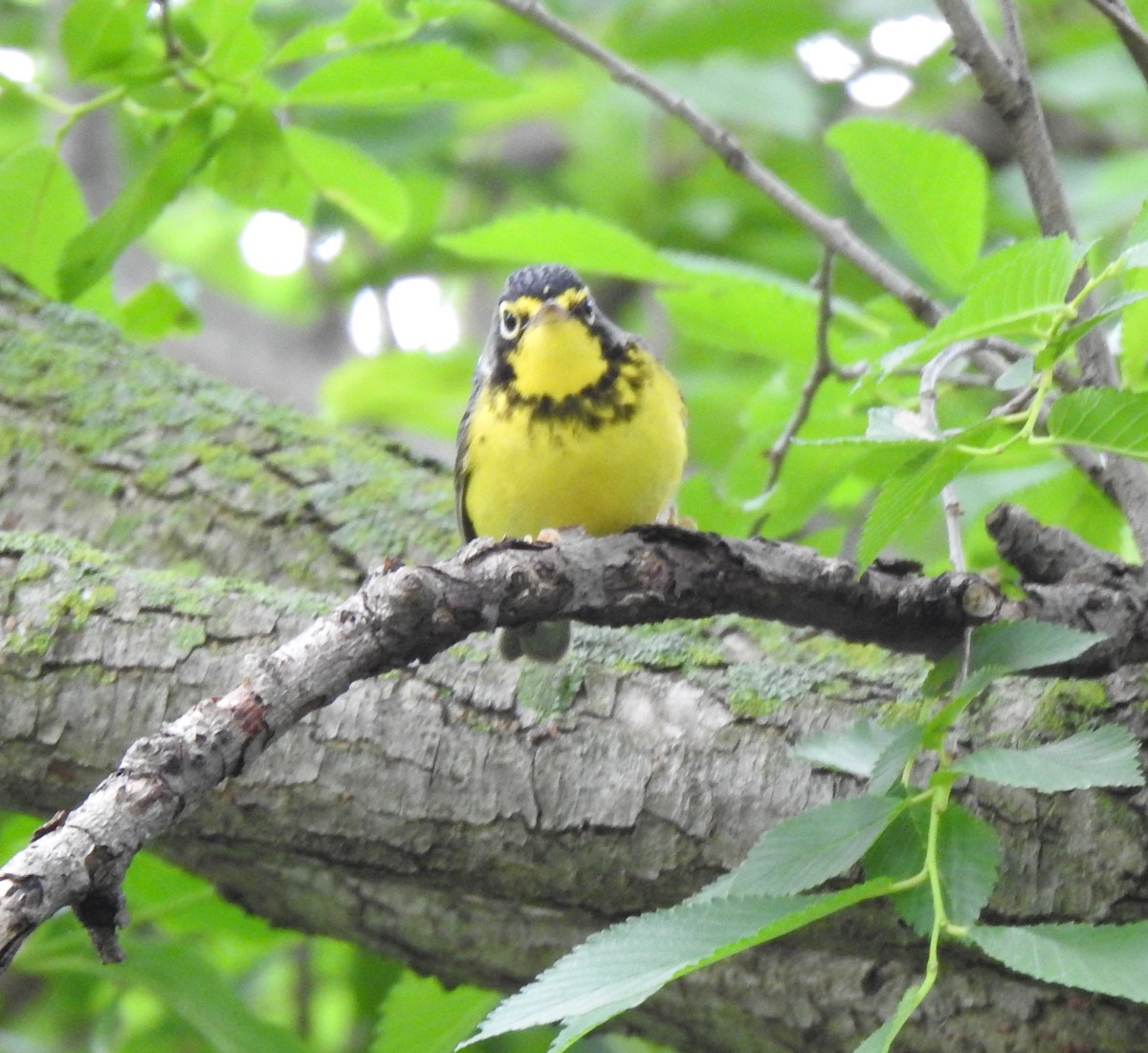 Canada Warbler - ML619684592