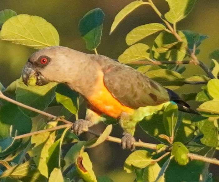 papoušek oranžovoprsý - ML619684596