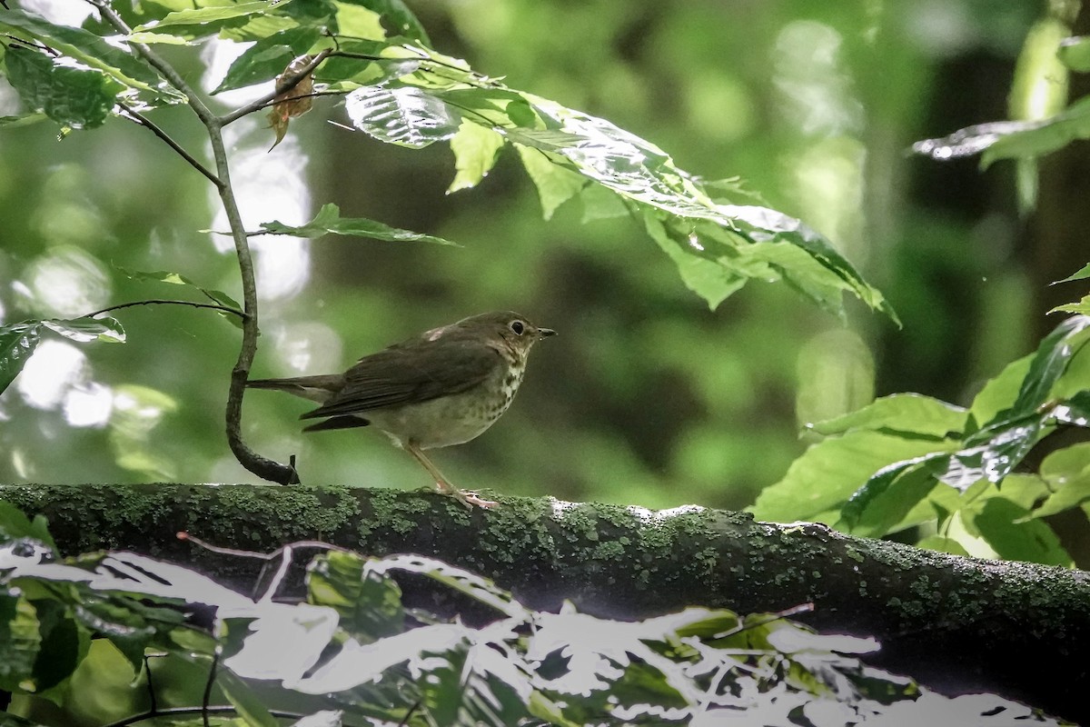 Swainson's Thrush - ML619684603