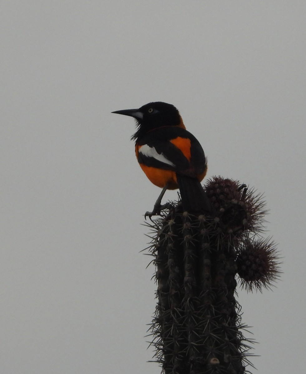 Venezuelan Troupial - ML619684667