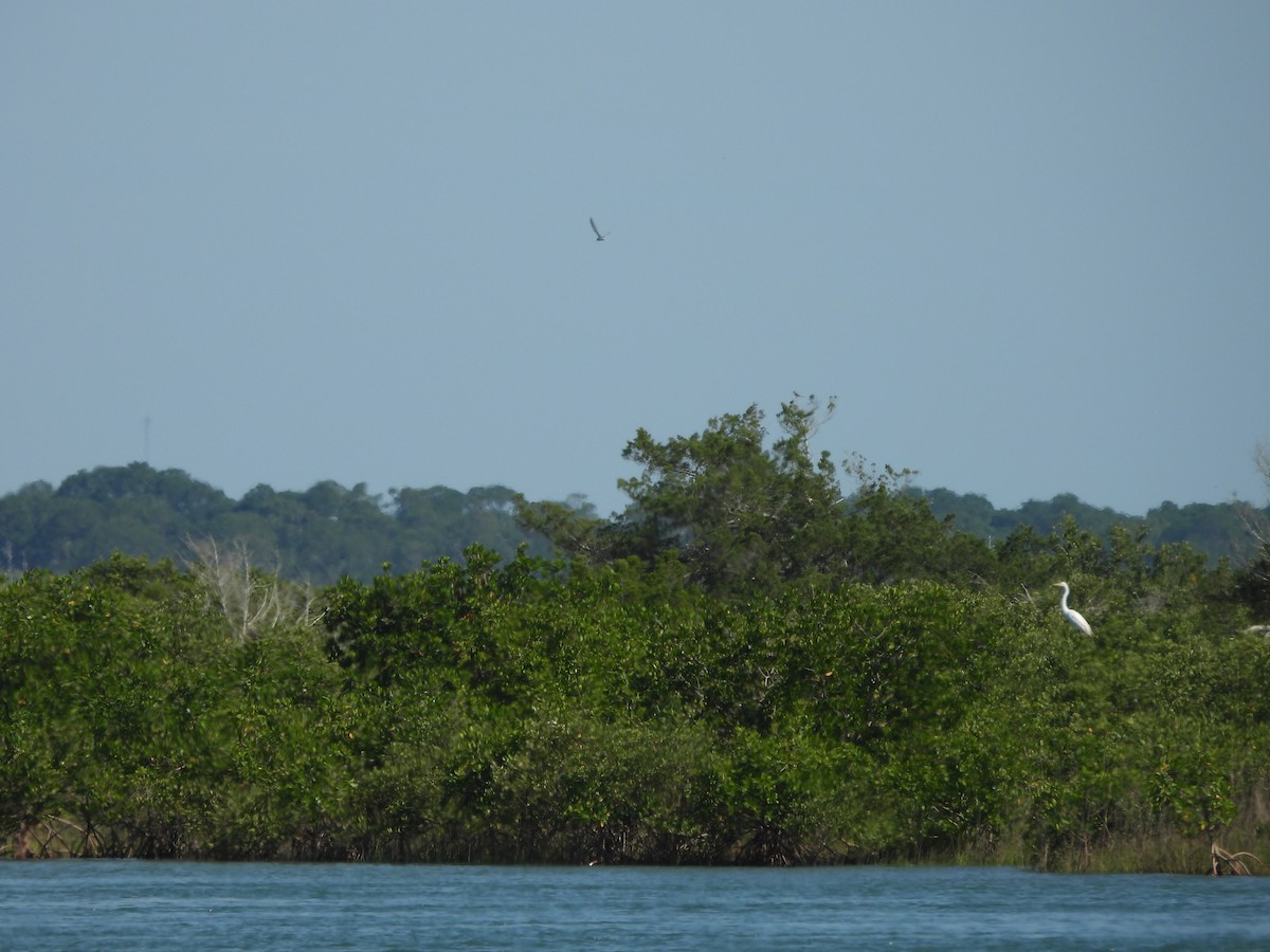 volavka bílá (ssp. egretta) - ML619684668