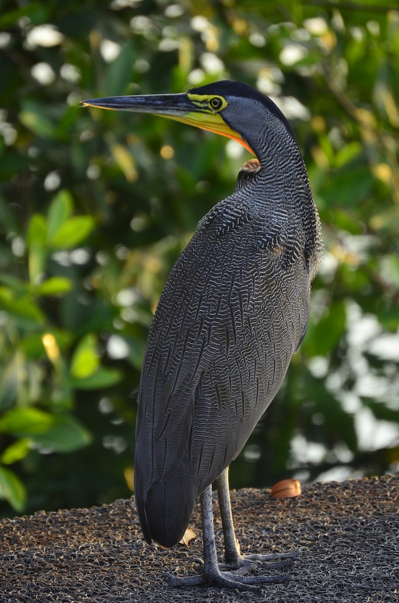 Bare-throated Tiger-Heron - ML619684669
