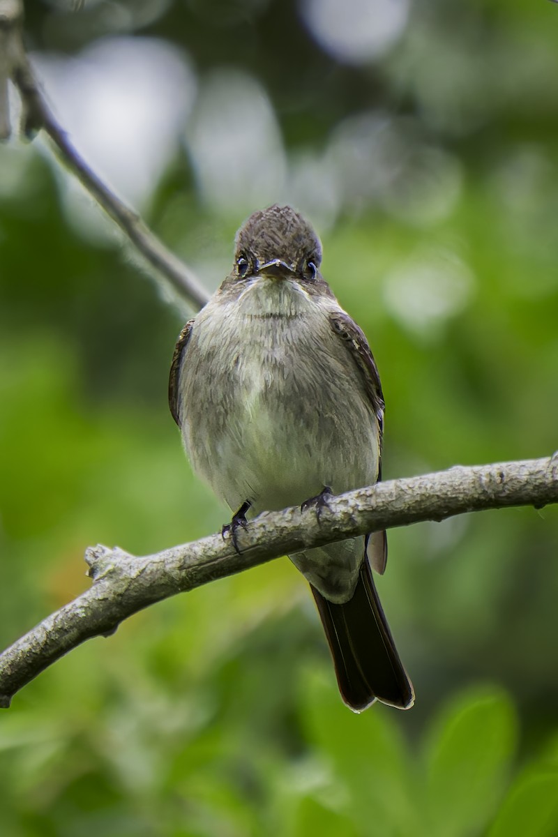 Western Wood-Pewee - ML619684671