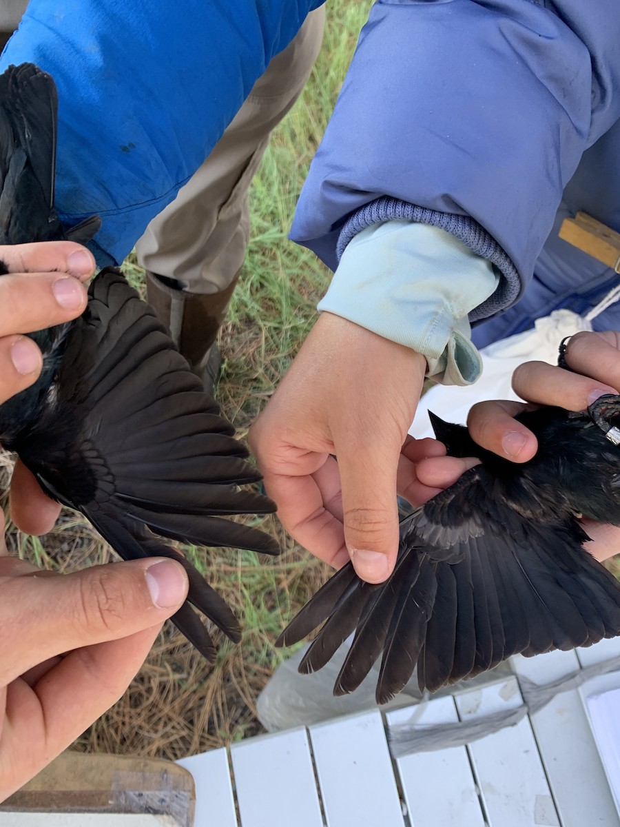 Brown-headed Cowbird - ML619684693