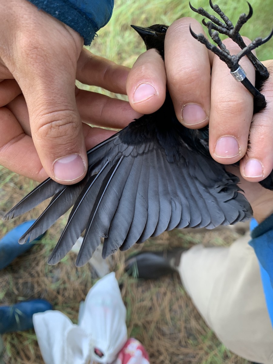 Brown-headed Cowbird - ML619684695