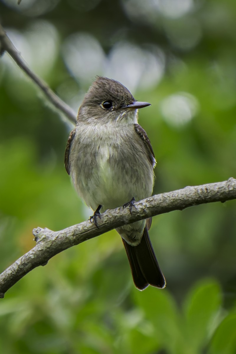 Western Wood-Pewee - Gordon Norman