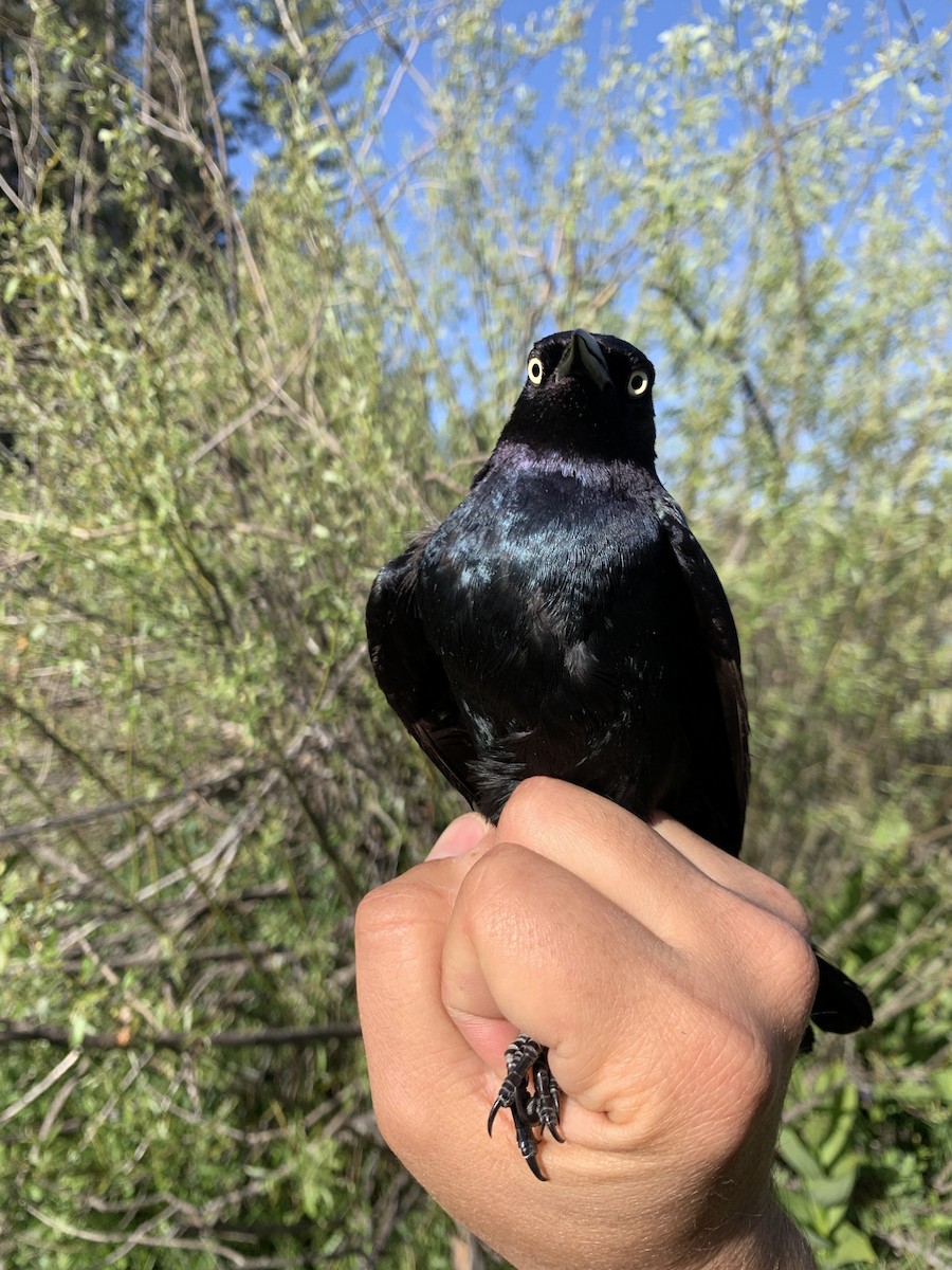 Brewer's Blackbird - ML619684705