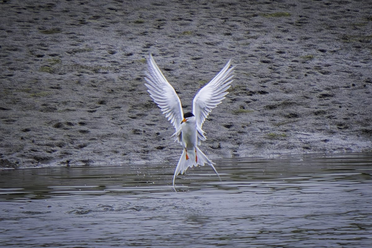 Forster's Tern - ML619684716