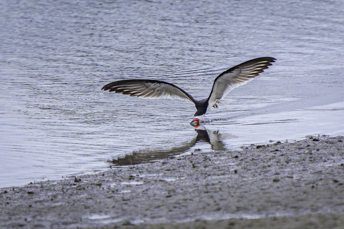 Black Skimmer - ML619684758