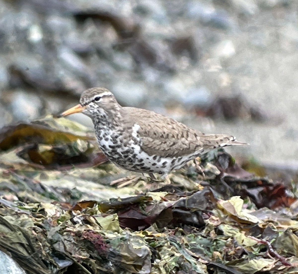 Spotted Sandpiper - ML619684782