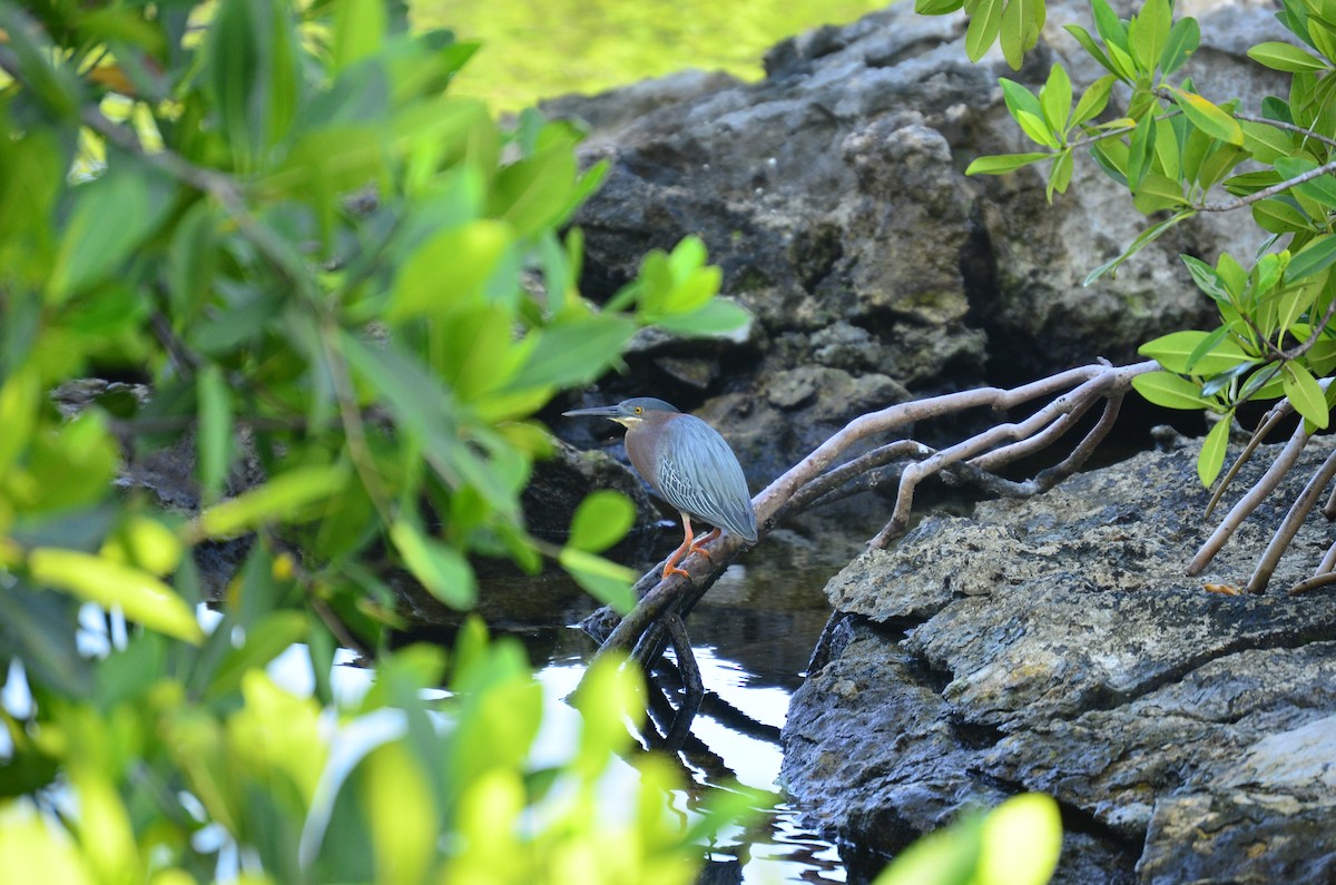 Green Heron - ML619684796