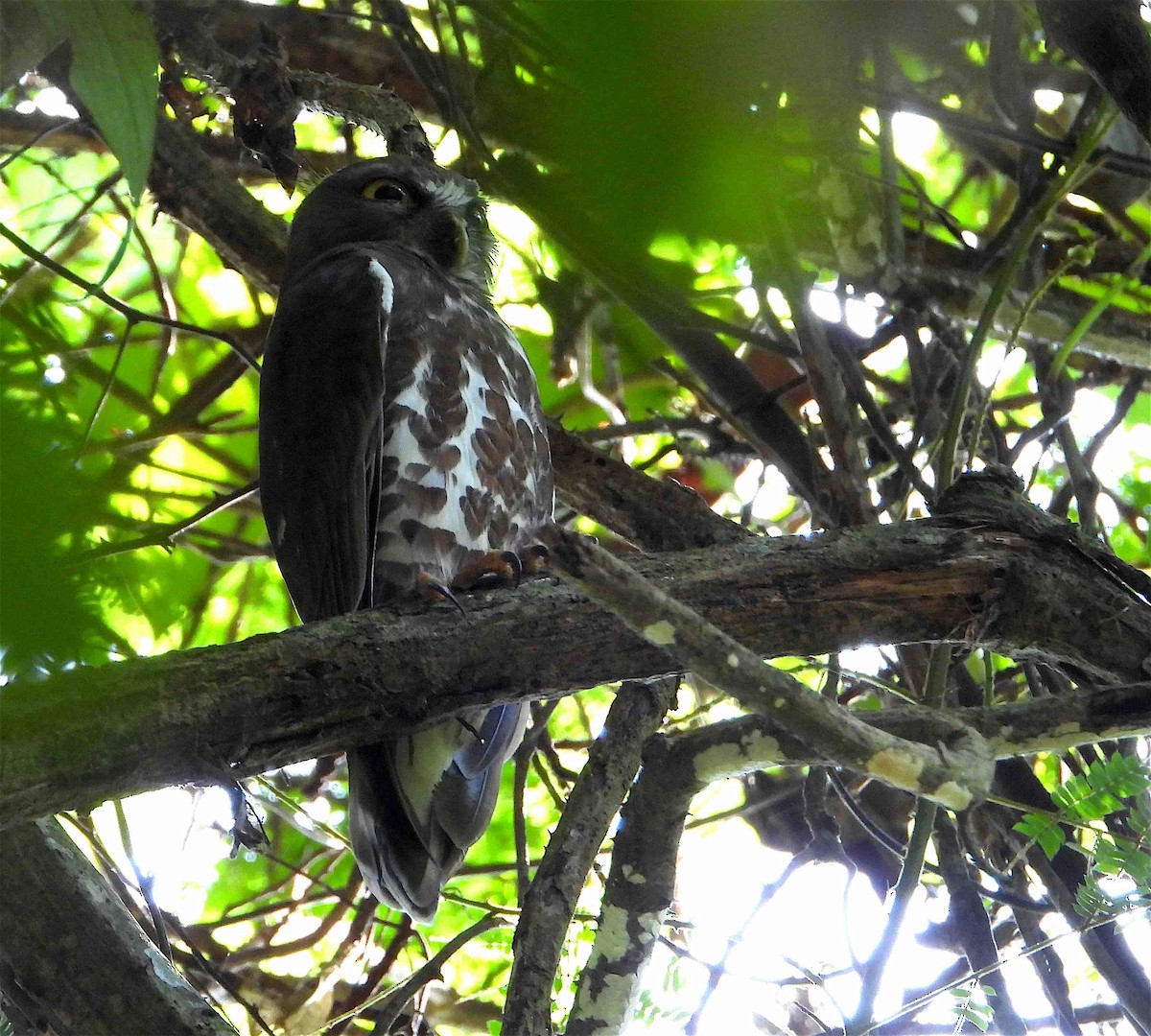 Brown Boobook - ML619684807